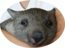 Wombat Watch